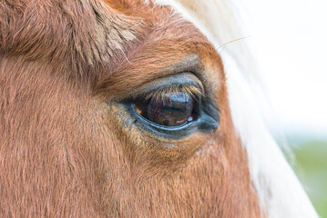 Close up for horse's eye