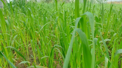 green grass background