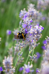 A bee is on a purple flower