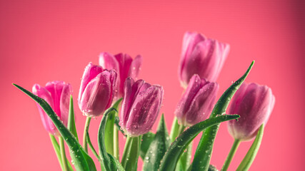 Fototapeta premium Bright pink tulips on a pink background. Concept of spring, holiday, spring blossom