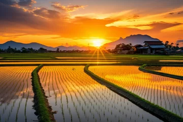 Foto op Canvas Paddy field transformed into a breathtaking golden expanse during sunset © KerXing