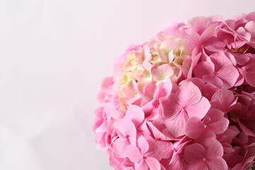 delicate pink hydrangea, close up
