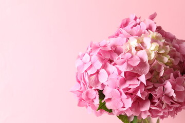 delicate pink hydrangea, close up

