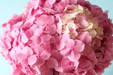 Fototapeta premium delicate pink hydrangea, close up 