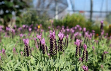 Fototapeta premium Flowers of Lavender, Lavandula stoechas is its scientific name, in a field on summertime