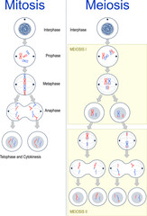 Cell division. mitosis and meiosis