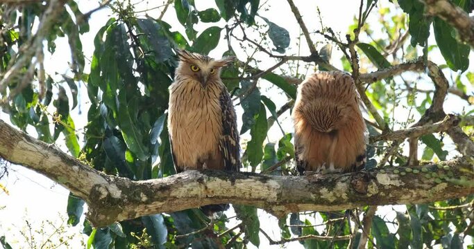Buffy Fish Owl Ketupa ketupu, Thailand. Two individuals one on the right is a juvenile preening and the other on the left is a parent bird. 