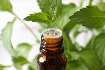 Mint extract essential oil. nature green.