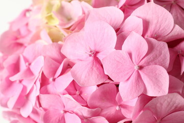 delicate pink hydrangea