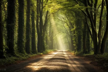 Foto auf Alu-Dibond A rural dirt road bordered by tall trees, creating a natural tunnel © KerXing