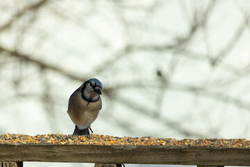 Obraz na płótnie Canvas This beautiful blue jay came out to the wooden railing. Birdseed is all around this bird. These colorful avians are so pretty to watch with their white, black, and blue feathers.