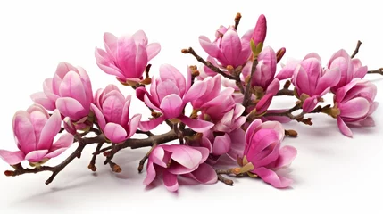 Foto op Canvas Spring pink magnolia flowers branch isolated on white background, beautiful floral arrangement © Aliaksandra