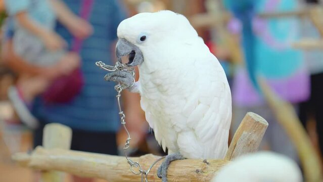 Cockatoo white parrot chained, gnawing attempt to free himself.