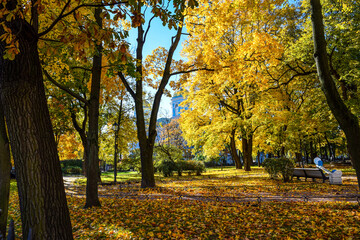 autumn in the park in autumn