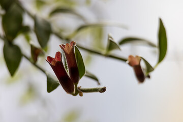 lipstickplant flowers