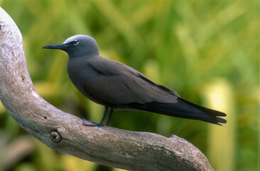 Noddi marianne,.Anous tenuirostris, Lesser Noddy, Seychelles