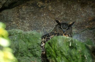 Grand duc d'Europe, nid,.Bubo bubo, Eurasian Eagle Owl