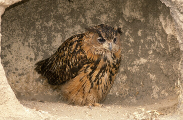 Grand duc d'Europe, nid,.Bubo bubo, Eurasian Eagle Owl
