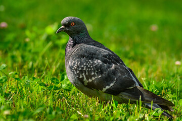 pigeon on grass