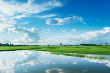 Fototapeta na wymiar Paddy fields reflecting the blue sky in still waters, creating a serene composition