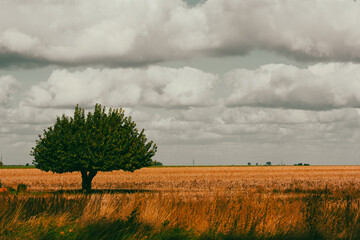 A lone fall tree with green foliage and low grey rainy clouds in dark sky. Loneliness, mystical Spanish landscape. Dry grass, ears in a golden field.