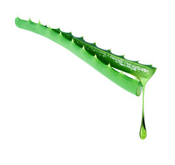 Drop drips from a cut aloe vera stem close up isolated on a white background