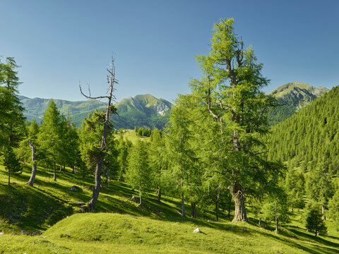 Zirbenwald, nahe Eisentalh&ouml;he, Nationalpark Nockberge, K&auml;rnten, &Ouml;sterreich