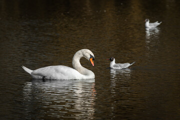An adult mute swan ( Cygnus olor) and black-headed gulls (Larus ridibundus) swimming on the water of the lake - 763438629