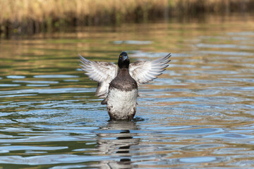 An adult female tufted duck (Aythya fuligula) spreads its wings while bathing in a lake - 763438649