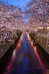 Cherry blossom festival at night, Nakameguro, Tokyo, Japan