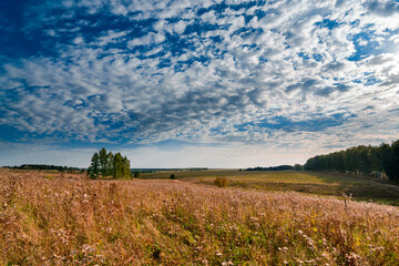 clouds over field in summer