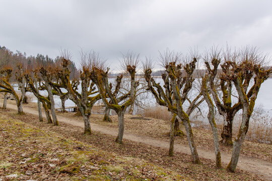 Alley of old and unique linden trees at the lake Katvari on a cloudy day in March in Katvari in Latvia