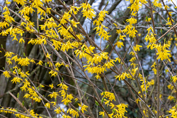 Colorful yellow flowers growing in a garden. Closeup of beautiful weeping forsythia or golden bell with vibrant petal
