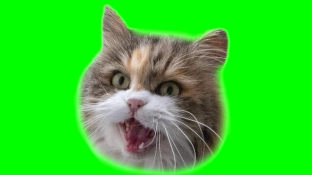 animation of a funny head opening and closing its mouth, the cat eats for insertion on a green chromakey background