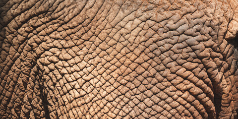 Explore the Majestic Texture of Elephant Skin: A Detailed Examination of Wrinkles, Roughness, and...