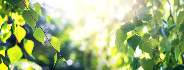 Birch branch with young green leaves in summer on a blurred background