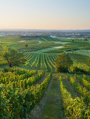 Weinberge bei Baden bei Wien, Thermenregion, Wiener Becken, Niederösterreich, Österreich - obrazy, fototapety, plakaty