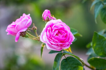 Pink English rose Austin on a bush on a blurred background