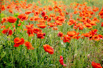Red poppies in the field