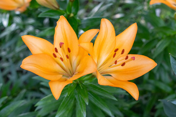 Orange lilies in a flower garden close-up
