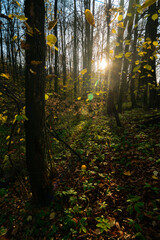 autumn forest in the sunny evening