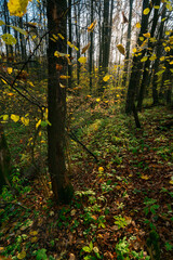 autumn forest in the sunny evening