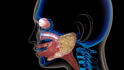 human esophagus anatomy for medical concept 3D rendering