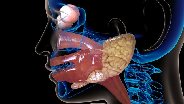 human esophagus anatomy for medical concept 3D rendering