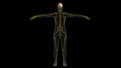 Human nervous system anatomy for medical concept 3D rendering
