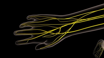 Human nervous system anatomy for medical concept 3D rendering