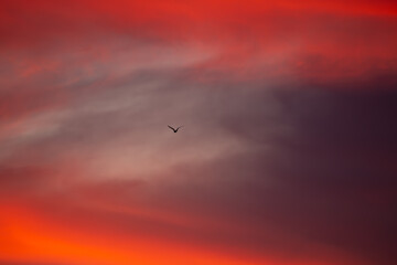 Sunset and Bird