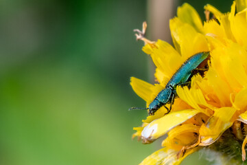 Iridescent beetle on a yellow dandelion