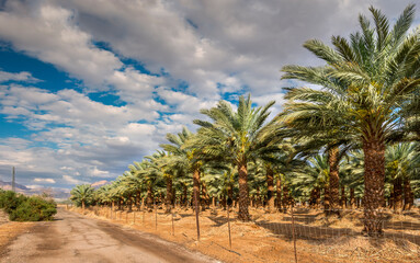 Plantation of date palms for healthy food production. Date palm is iconic ancient plant and famous food crop in the Middle East and North Africa, it has been cultivated for 5000 years - 763448298