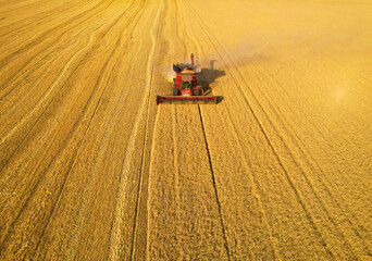 Aerial view of Combine which harvester harvests wheat at sunny day. Agricultural concept.Field...